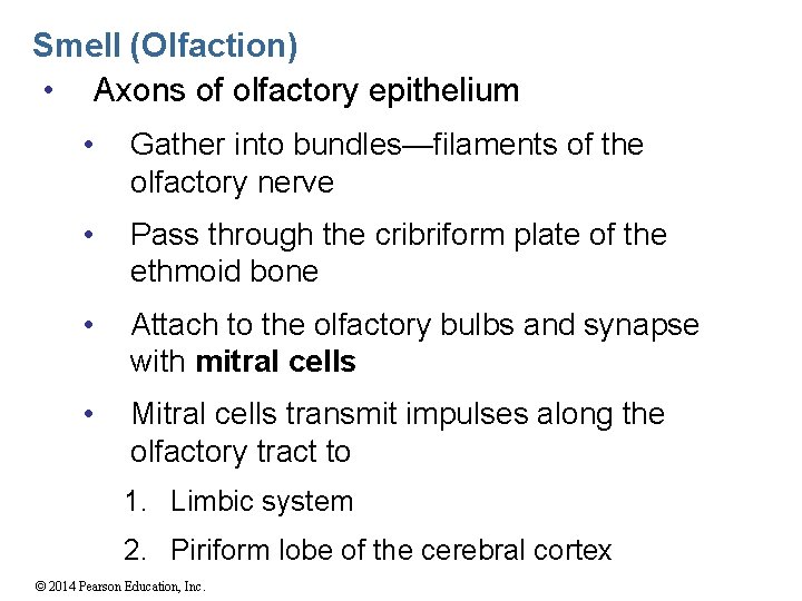 Smell (Olfaction) • Axons of olfactory epithelium • Gather into bundles—filaments of the olfactory