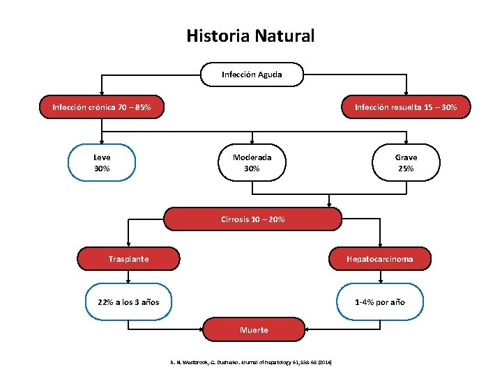 Historia Natural Infección Aguda Infección crónica 70 – 85% Leve 30% Infección resuelta 15