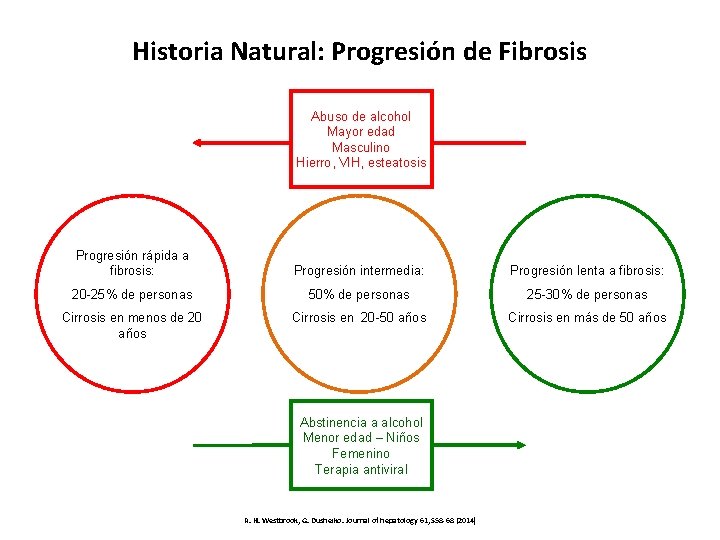 Historia Natural: Progresión de Fibrosis Abuso de alcohol Mayor edad Masculino Hierro, VIH, esteatosis