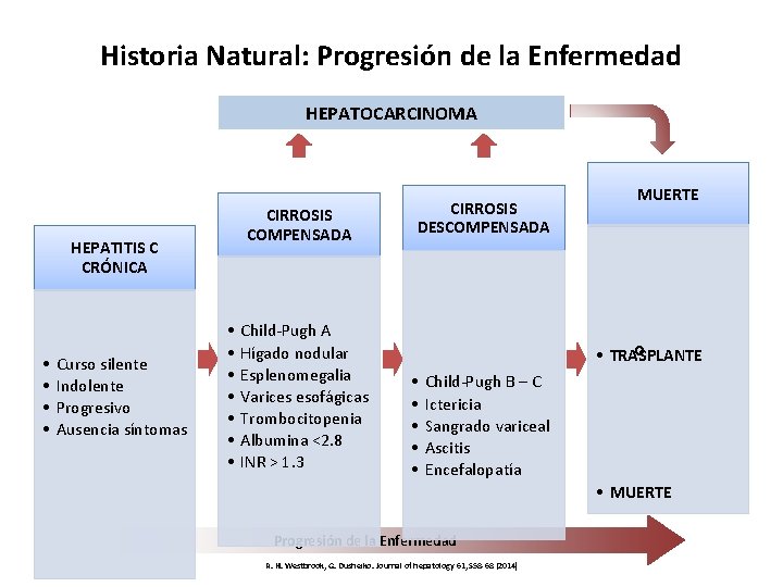 Historia Natural: Progresión de la Enfermedad HEPATOCARCINOMA CIRROSIS COMPENSADA HEPATITIS C CRÓNICA • •