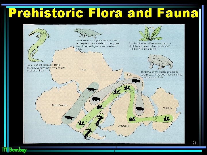 Prehistoric Flora and Fauna 21 IIT Bombay 