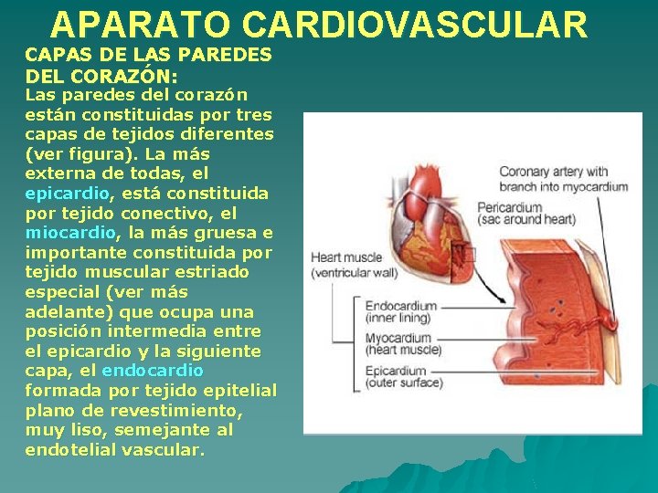 APARATO CARDIOVASCULAR CAPAS DE LAS PAREDES DEL CORAZÓN: Las paredes del corazón están constituidas APARATO CARDIOVASCULAR CAPAS DE LAS PAREDES DEL CORAZÓN: Las paredes del corazón están constituidas