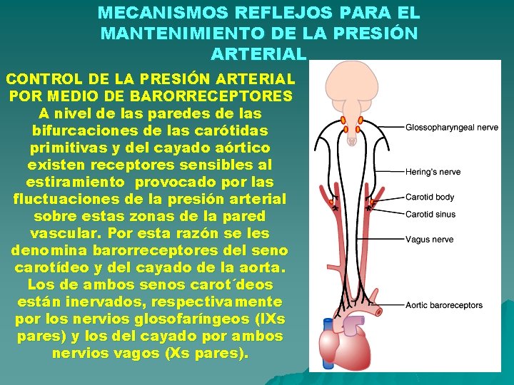 MECANISMOS REFLEJOS PARA EL MANTENIMIENTO DE LA PRESIÓN ARTERIAL CONTROL DE LA PRESIÓN ARTERIAL MECANISMOS REFLEJOS PARA EL MANTENIMIENTO DE LA PRESIÓN ARTERIAL CONTROL DE LA PRESIÓN ARTERIAL