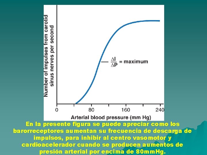 En la presente figura se puede apreciar como los barorreceptores aumentan su frecuencia de En la presente figura se puede apreciar como los barorreceptores aumentan su frecuencia de