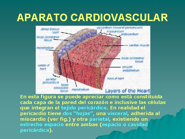 APARATO CARDIOVASCULAR En esta figura se puede apreciar como está constituida capa de la APARATO CARDIOVASCULAR En esta figura se puede apreciar como está constituida capa de la