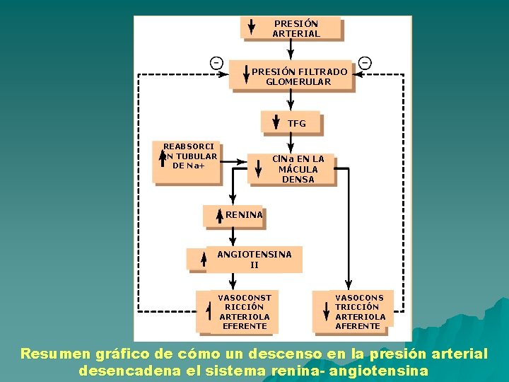 PRESIÓN ARTERIAL PRESIÓN FILTRADO GLOMERULAR TFG REABSORCI ÓN TUBULAR DE Na+ Cl. Na EN PRESIÓN ARTERIAL PRESIÓN FILTRADO GLOMERULAR TFG REABSORCI ÓN TUBULAR DE Na+ Cl. Na EN