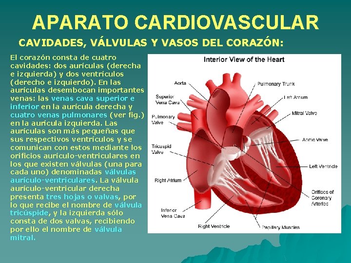 APARATO CARDIOVASCULAR CAVIDADES, VÁLVULAS Y VASOS DEL CORAZÓN: El corazón consta de cuatro cavidades: APARATO CARDIOVASCULAR CAVIDADES, VÁLVULAS Y VASOS DEL CORAZÓN: El corazón consta de cuatro cavidades: