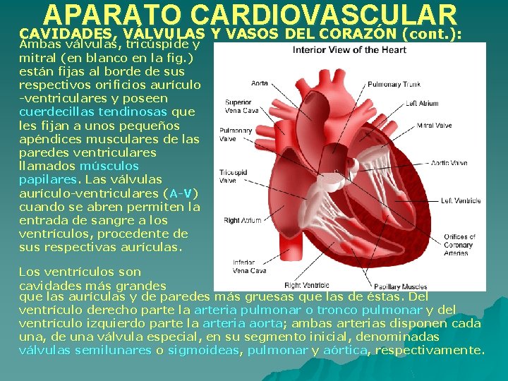APARATO CARDIOVASCULAR CAVIDADES, VÁLVULAS Y VASOS DEL CORAZÓN (cont. ): Ambas válvulas, tricúspide y APARATO CARDIOVASCULAR CAVIDADES, VÁLVULAS Y VASOS DEL CORAZÓN (cont. ): Ambas válvulas, tricúspide y