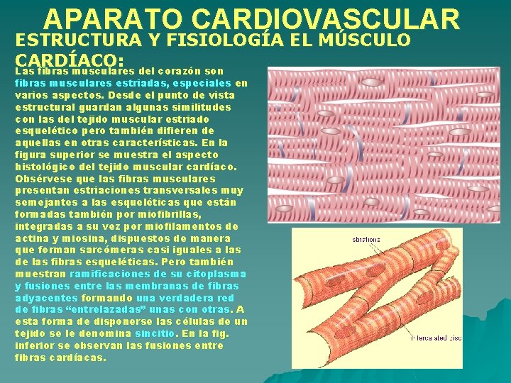APARATO CARDIOVASCULAR ESTRUCTURA Y FISIOLOGÍA EL MÚSCULO CARDÍACO: Las fibras musculares del corazón son APARATO CARDIOVASCULAR ESTRUCTURA Y FISIOLOGÍA EL MÚSCULO CARDÍACO: Las fibras musculares del corazón son