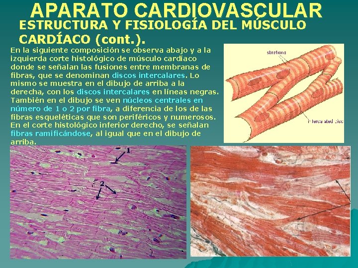 APARATO CARDIOVASCULAR ESTRUCTURA Y FISIOLOGÍA DEL MÚSCULO CARDÍACO (cont. ). En la siguiente composición APARATO CARDIOVASCULAR ESTRUCTURA Y FISIOLOGÍA DEL MÚSCULO CARDÍACO (cont. ). En la siguiente composición