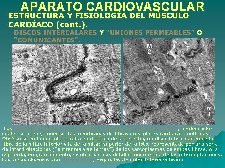 APARATO CARDIOVASCULAR ESTRUCTURA Y FISIOLOGÍA DEL MÚSCULO CARDÍACO (cont. ). DISCOS INTERCALARES Y “UNIONES APARATO CARDIOVASCULAR ESTRUCTURA Y FISIOLOGÍA DEL MÚSCULO CARDÍACO (cont. ). DISCOS INTERCALARES Y “UNIONES