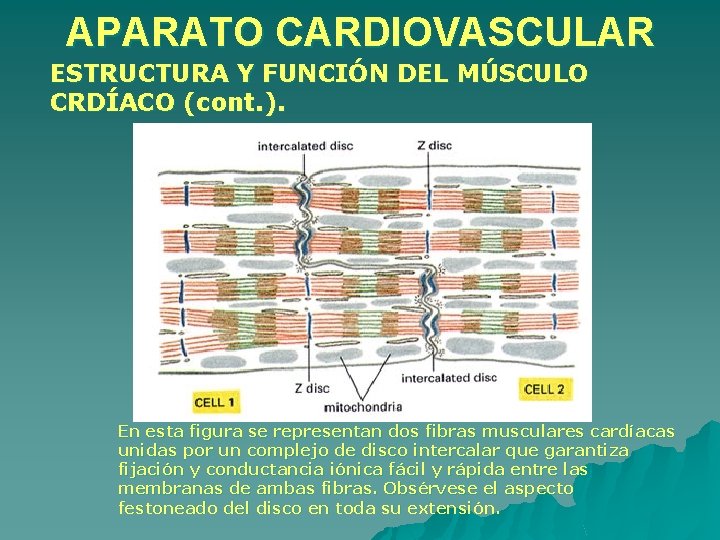 APARATO CARDIOVASCULAR ESTRUCTURA Y FUNCIÓN DEL MÚSCULO CRDÍACO (cont. ). En esta figura se APARATO CARDIOVASCULAR ESTRUCTURA Y FUNCIÓN DEL MÚSCULO CRDÍACO (cont. ). En esta figura se