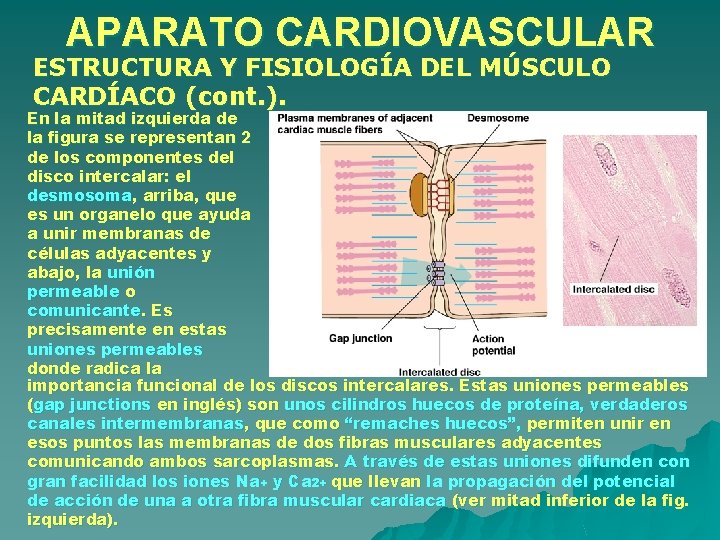 APARATO CARDIOVASCULAR ESTRUCTURA Y FISIOLOGÍA DEL MÚSCULO CARDÍACO (cont. ). En la mitad izquierda APARATO CARDIOVASCULAR ESTRUCTURA Y FISIOLOGÍA DEL MÚSCULO CARDÍACO (cont. ). En la mitad izquierda