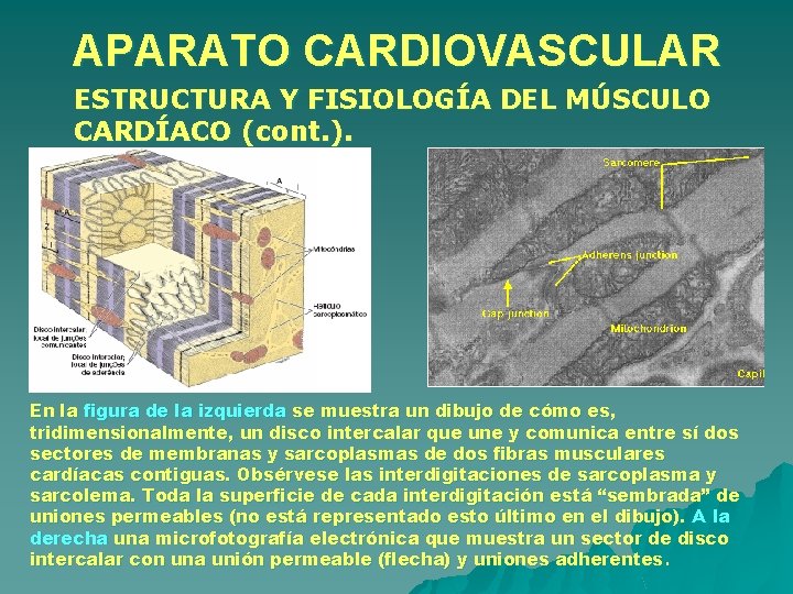 APARATO CARDIOVASCULAR ESTRUCTURA Y FISIOLOGÍA DEL MÚSCULO CARDÍACO (cont. ). En la figura de APARATO CARDIOVASCULAR ESTRUCTURA Y FISIOLOGÍA DEL MÚSCULO CARDÍACO (cont. ). En la figura de