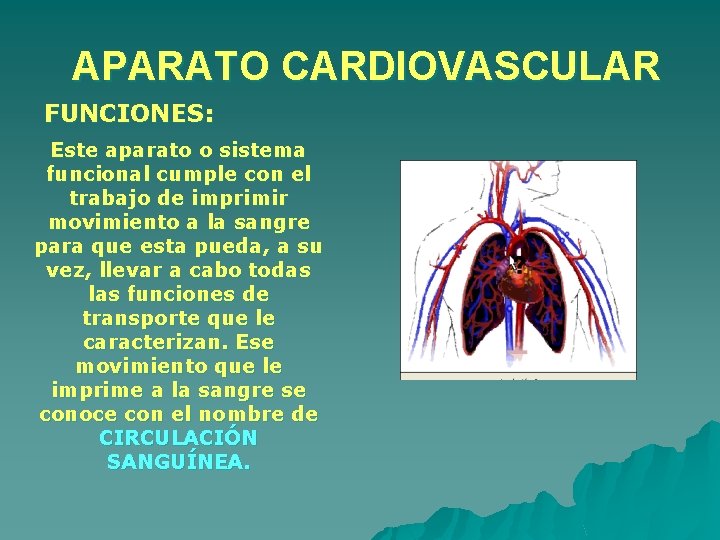 APARATO CARDIOVASCULAR FUNCIONES: Este aparato o sistema funcional cumple con el trabajo de imprimir APARATO CARDIOVASCULAR FUNCIONES: Este aparato o sistema funcional cumple con el trabajo de imprimir