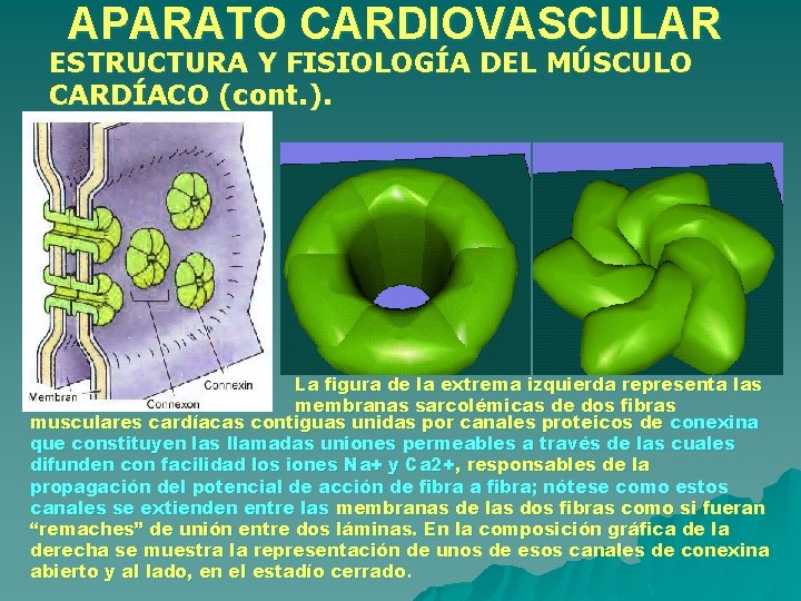 APARATO CARDIOVASCULAR ESTRUCTURA Y FISIOLOGÍA DEL MÚSCULO CARDÍACO (cont. ). La figura de la APARATO CARDIOVASCULAR ESTRUCTURA Y FISIOLOGÍA DEL MÚSCULO CARDÍACO (cont. ). La figura de la