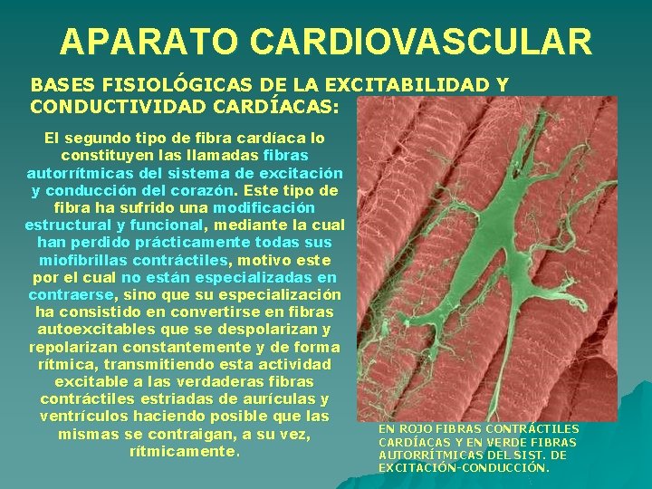 APARATO CARDIOVASCULAR BASES FISIOLÓGICAS DE LA EXCITABILIDAD Y CONDUCTIVIDAD CARDÍACAS: El segundo tipo de APARATO CARDIOVASCULAR BASES FISIOLÓGICAS DE LA EXCITABILIDAD Y CONDUCTIVIDAD CARDÍACAS: El segundo tipo de