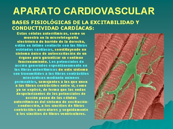 APARATO CARDIOVASCULAR BASES FISIOLÓGICAS DE LA EXCITABILIDAD Y CONDUCTIVIDAD CARDÍACAS: Estas células autorrítmicas, como APARATO CARDIOVASCULAR BASES FISIOLÓGICAS DE LA EXCITABILIDAD Y CONDUCTIVIDAD CARDÍACAS: Estas células autorrítmicas, como