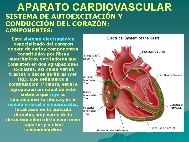 APARATO CARDIOVASCULAR SISTEMA DE AUTOEXCITACIÓN Y CONDUCCIÓN DEL CORAZÓN: COMPONENTES: Este sistema electrogénico especializado APARATO CARDIOVASCULAR SISTEMA DE AUTOEXCITACIÓN Y CONDUCCIÓN DEL CORAZÓN: COMPONENTES: Este sistema electrogénico especializado
