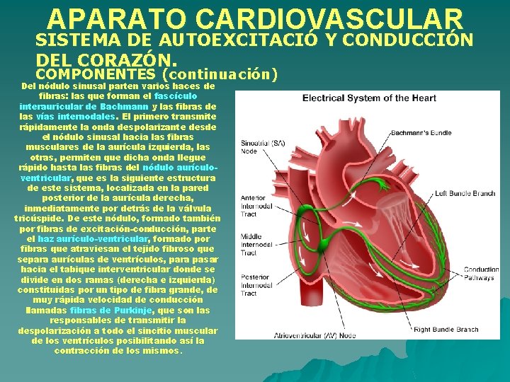 APARATO CARDIOVASCULAR SISTEMA DE AUTOEXCITACIÓ Y CONDUCCIÓN DEL CORAZÓN. COMPONENTES (continuación) Del nódulo sinusal APARATO CARDIOVASCULAR SISTEMA DE AUTOEXCITACIÓ Y CONDUCCIÓN DEL CORAZÓN. COMPONENTES (continuación) Del nódulo sinusal
