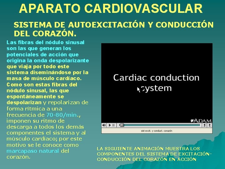 APARATO CARDIOVASCULAR SISTEMA DE AUTOEXCITACIÓN Y CONDUCCIÓN DEL CORAZÓN. Las fibras del nódulo sinusal APARATO CARDIOVASCULAR SISTEMA DE AUTOEXCITACIÓN Y CONDUCCIÓN DEL CORAZÓN. Las fibras del nódulo sinusal