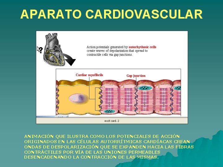 APARATO CARDIOVASCULAR ANIMACIÓN QUE ILUSTRA COMO LOS POTENCIALES DE ACCIÓN ORIGINADOS EN LAS CÉLULAS APARATO CARDIOVASCULAR ANIMACIÓN QUE ILUSTRA COMO LOS POTENCIALES DE ACCIÓN ORIGINADOS EN LAS CÉLULAS