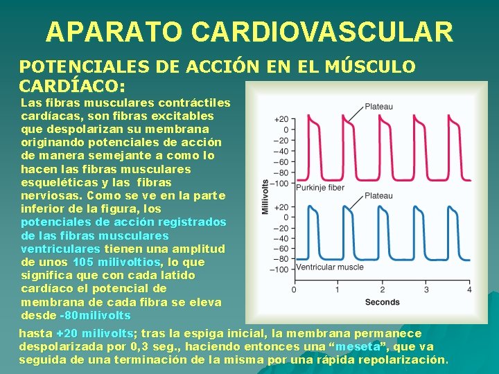 APARATO CARDIOVASCULAR POTENCIALES DE ACCIÓN EN EL MÚSCULO CARDÍACO: Las fibras musculares contráctiles cardíacas, APARATO CARDIOVASCULAR POTENCIALES DE ACCIÓN EN EL MÚSCULO CARDÍACO: Las fibras musculares contráctiles cardíacas,