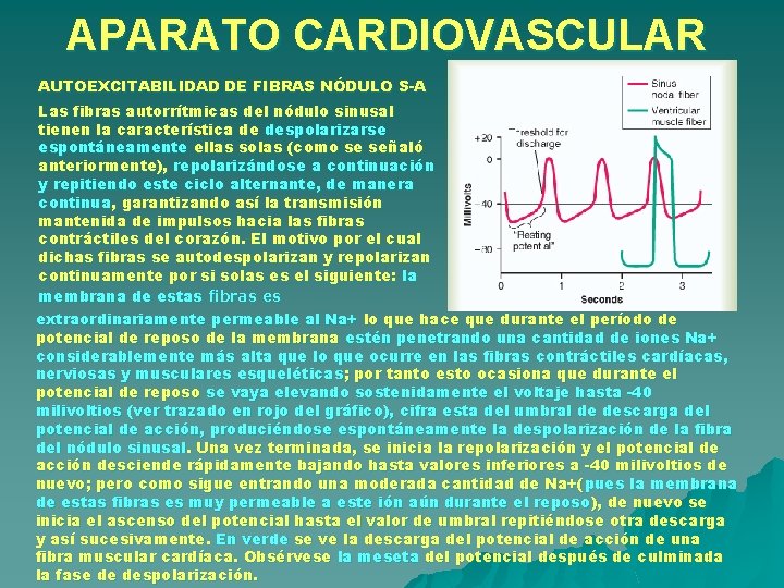 APARATO CARDIOVASCULAR AUTOEXCITABILIDAD DE FIBRAS NÓDULO S-A Las fibras autorrítmicas del nódulo sinusal tienen APARATO CARDIOVASCULAR AUTOEXCITABILIDAD DE FIBRAS NÓDULO S-A Las fibras autorrítmicas del nódulo sinusal tienen