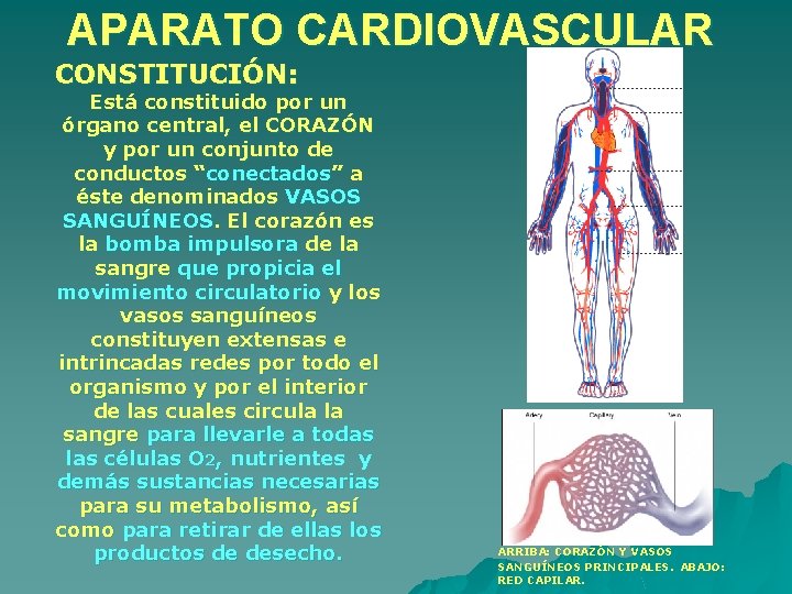 APARATO CARDIOVASCULAR CONSTITUCIÓN: Está constituido por un órgano central, el CORAZÓN y por un APARATO CARDIOVASCULAR CONSTITUCIÓN: Está constituido por un órgano central, el CORAZÓN y por un