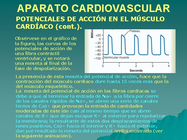 APARATO CARDIOVASCULAR POTENCIALES DE ACCIÓN EN EL MÚSCULO CARDÍACO (cont. ). Obsérvese en el APARATO CARDIOVASCULAR POTENCIALES DE ACCIÓN EN EL MÚSCULO CARDÍACO (cont. ). Obsérvese en el