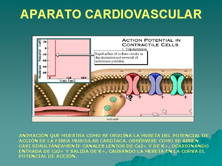 APARATO CARDIOVASCULAR ANIMACIÓN QUE MUESTRA COMO SE ORIGINA LA MESETA DEL POTENCIAL DE ACCIÓN APARATO CARDIOVASCULAR ANIMACIÓN QUE MUESTRA COMO SE ORIGINA LA MESETA DEL POTENCIAL DE ACCIÓN