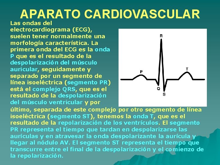 APARATO CARDIOVASCULAR Las ondas del electrocardiograma (ECG), suelen tener normalmente una morfología característica. La APARATO CARDIOVASCULAR Las ondas del electrocardiograma (ECG), suelen tener normalmente una morfología característica. La