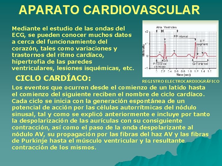 APARATO CARDIOVASCULAR Mediante el estudio de las ondas del ECG, se pueden conocer muchos APARATO CARDIOVASCULAR Mediante el estudio de las ondas del ECG, se pueden conocer muchos