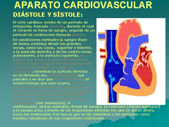 APARATO CARDIOVASCULAR DIÁSTOLE Y SÍSTOLE: El ciclo cardíaco consta de un período de relajación, APARATO CARDIOVASCULAR DIÁSTOLE Y SÍSTOLE: El ciclo cardíaco consta de un período de relajación,