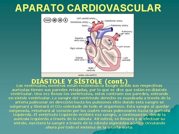 APARATO CARDIOVASCULAR DIÁSTOLE Y SÍSTOLE (cont. ) Los ventrículos, mientras están recibiendo la sangre APARATO CARDIOVASCULAR DIÁSTOLE Y SÍSTOLE (cont. ) Los ventrículos, mientras están recibiendo la sangre