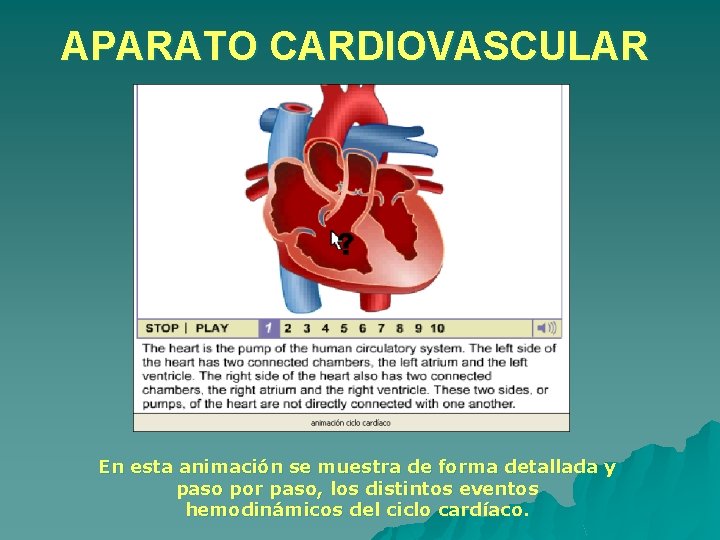 APARATO CARDIOVASCULAR En esta animación se muestra de forma detallada y paso por paso, APARATO CARDIOVASCULAR En esta animación se muestra de forma detallada y paso por paso,