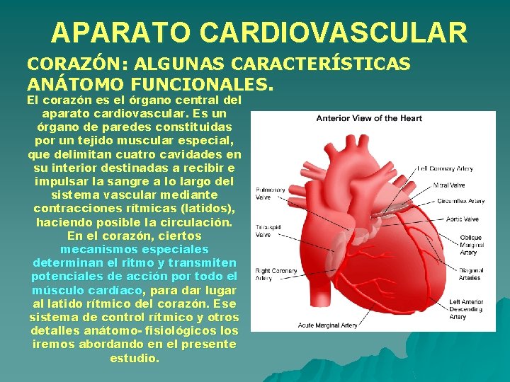 APARATO CARDIOVASCULAR CORAZÓN: ALGUNAS CARACTERÍSTICAS ANÁTOMO FUNCIONALES. El corazón es el órgano central del APARATO CARDIOVASCULAR CORAZÓN: ALGUNAS CARACTERÍSTICAS ANÁTOMO FUNCIONALES. El corazón es el órgano central del