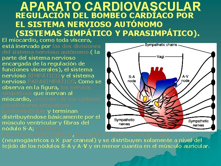 APARATO CARDIOVASCULAR REGULACIÓN DEL BOMBEO CARDÍACO POR EL SISTEMA NERVIOSO AUTÓNOMO (SISTEMAS SIMPÁTICO Y APARATO CARDIOVASCULAR REGULACIÓN DEL BOMBEO CARDÍACO POR EL SISTEMA NERVIOSO AUTÓNOMO (SISTEMAS SIMPÁTICO Y