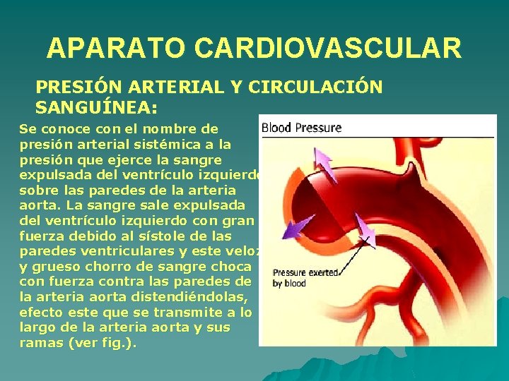 APARATO CARDIOVASCULAR PRESIÓN ARTERIAL Y CIRCULACIÓN SANGUÍNEA: Se conoce con el nombre de presión APARATO CARDIOVASCULAR PRESIÓN ARTERIAL Y CIRCULACIÓN SANGUÍNEA: Se conoce con el nombre de presión