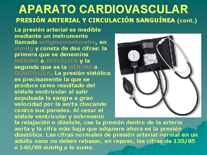 APARATO CARDIOVASCULAR PRESIÓN ARTERIAL Y CIRCULACIÓN SANGUÍNEA (cont. ) La presión arterial es medible APARATO CARDIOVASCULAR PRESIÓN ARTERIAL Y CIRCULACIÓN SANGUÍNEA (cont. ) La presión arterial es medible