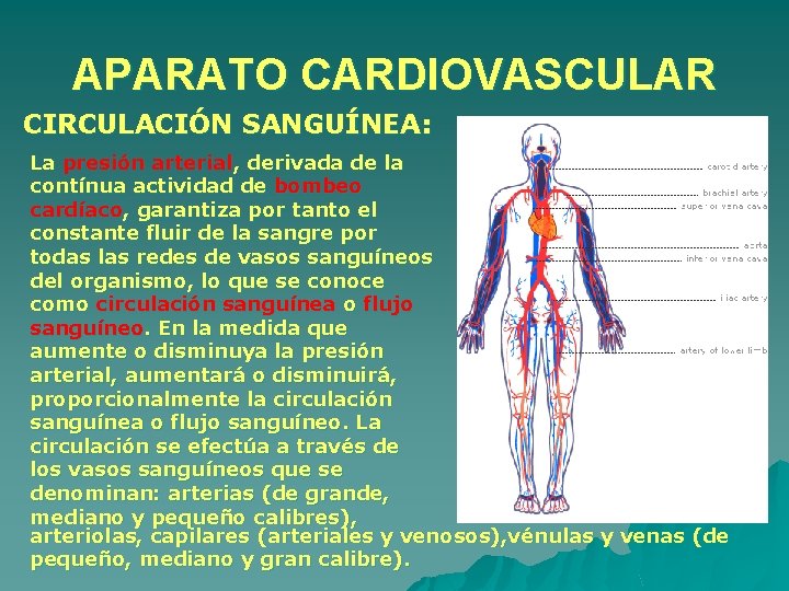 APARATO CARDIOVASCULAR CIRCULACIÓN SANGUÍNEA: La presión arterial, derivada de la contínua actividad de bombeo APARATO CARDIOVASCULAR CIRCULACIÓN SANGUÍNEA: La presión arterial, derivada de la contínua actividad de bombeo