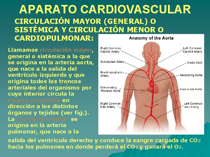 APARATO CARDIOVASCULAR CIRCULACIÓN MAYOR (GENERAL) O SISTÉMICA Y CIRCULACIÓN MENOR O CARDIOPULMONAR: Llamamos circulación APARATO CARDIOVASCULAR CIRCULACIÓN MAYOR (GENERAL) O SISTÉMICA Y CIRCULACIÓN MENOR O CARDIOPULMONAR: Llamamos circulación