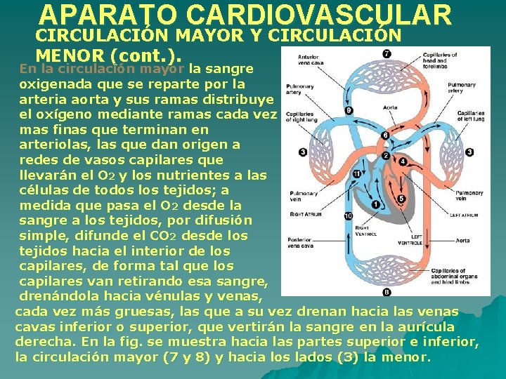 APARATO CARDIOVASCULAR CIRCULACIÓN MAYOR Y CIRCULACIÓN MENOR (cont. ). En la circulación mayor la APARATO CARDIOVASCULAR CIRCULACIÓN MAYOR Y CIRCULACIÓN MENOR (cont. ). En la circulación mayor la