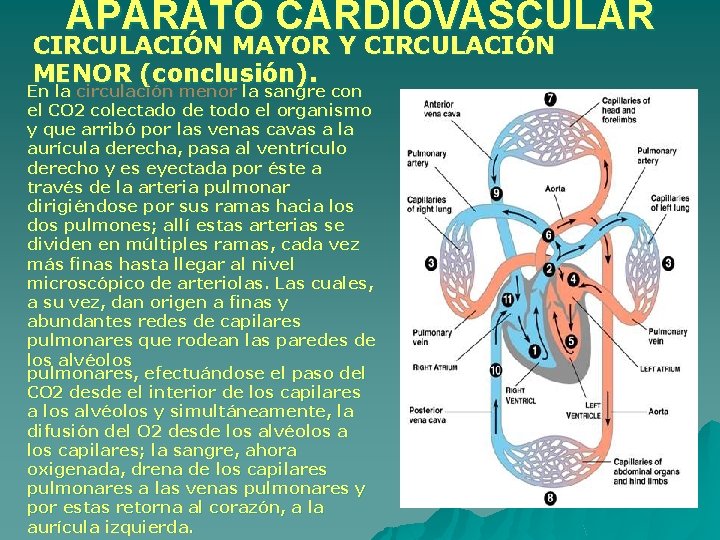 APARATO CARDIOVASCULAR CIRCULACIÓN MAYOR Y CIRCULACIÓN MENOR (conclusión). En la circulación menor la sangre APARATO CARDIOVASCULAR CIRCULACIÓN MAYOR Y CIRCULACIÓN MENOR (conclusión). En la circulación menor la sangre
