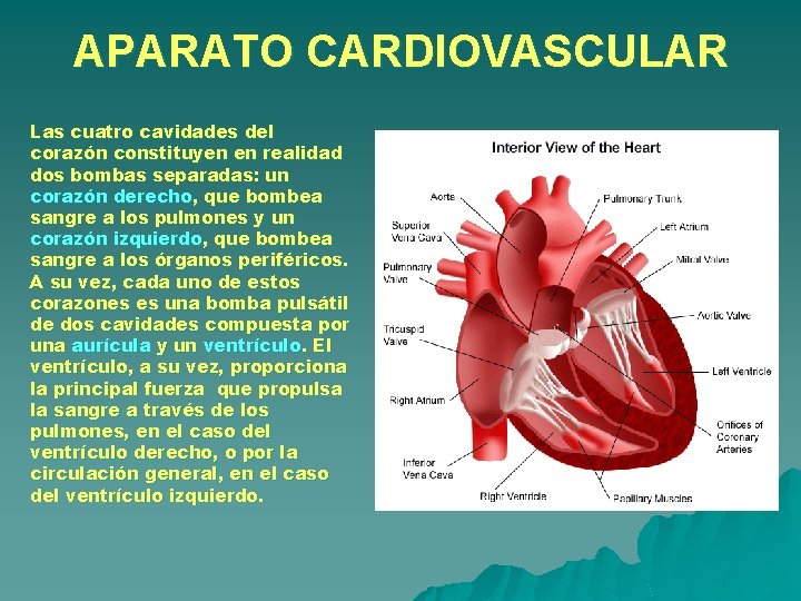 APARATO CARDIOVASCULAR Las cuatro cavidades del corazón constituyen en realidad dos bombas separadas: un APARATO CARDIOVASCULAR Las cuatro cavidades del corazón constituyen en realidad dos bombas separadas: un