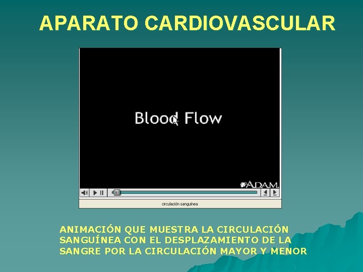 APARATO CARDIOVASCULAR ANIMACIÓN QUE MUESTRA LA CIRCULACIÓN SANGUÍNEA CON EL DESPLAZAMIENTO DE LA SANGRE APARATO CARDIOVASCULAR ANIMACIÓN QUE MUESTRA LA CIRCULACIÓN SANGUÍNEA CON EL DESPLAZAMIENTO DE LA SANGRE