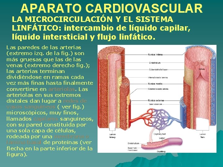 APARATO CARDIOVASCULAR LA MICROCIRCULACIÓN Y EL SISTEMA LINFÁTICO: intercambio de líquido capilar, líquido intersticial APARATO CARDIOVASCULAR LA MICROCIRCULACIÓN Y EL SISTEMA LINFÁTICO: intercambio de líquido capilar, líquido intersticial