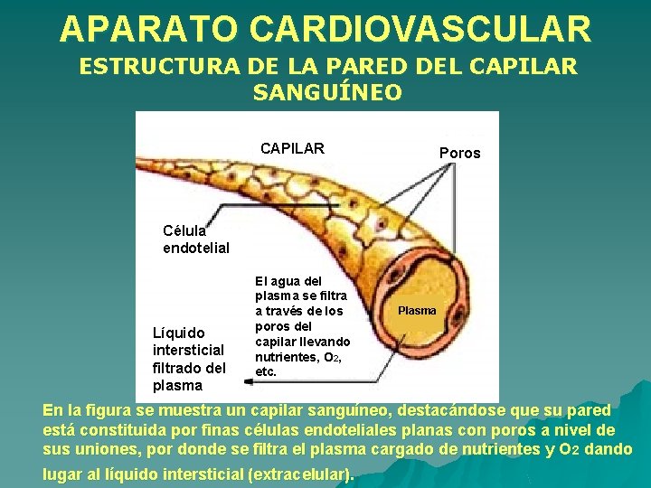 APARATO CARDIOVASCULAR ESTRUCTURA DE LA PARED DEL CAPILAR SANGUÍNEO CAPILAR Poros Célula endotelial Líquido APARATO CARDIOVASCULAR ESTRUCTURA DE LA PARED DEL CAPILAR SANGUÍNEO CAPILAR Poros Célula endotelial Líquido