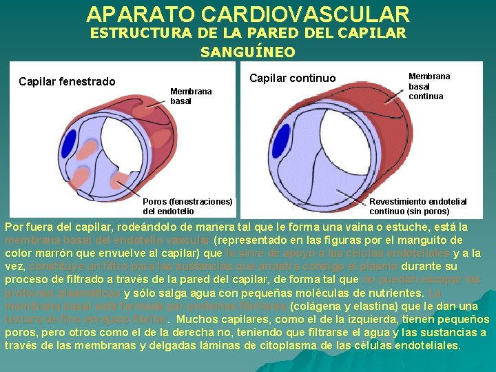 APARATO CARDIOVASCULAR ESTRUCTURA DE LA PARED DEL CAPILAR SANGUÍNEO Capilar fenestrado Capilar continuo Membrana APARATO CARDIOVASCULAR ESTRUCTURA DE LA PARED DEL CAPILAR SANGUÍNEO Capilar fenestrado Capilar continuo Membrana