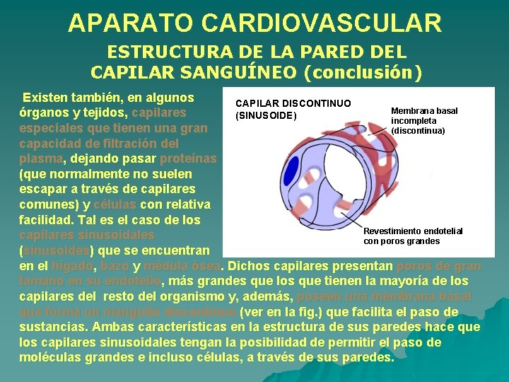 APARATO CARDIOVASCULAR ESTRUCTURA DE LA PARED DEL CAPILAR SANGUÍNEO (conclusión) Existen también, en algunos APARATO CARDIOVASCULAR ESTRUCTURA DE LA PARED DEL CAPILAR SANGUÍNEO (conclusión) Existen también, en algunos